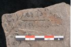 Foto (Detailansicht) von Plantae indet.  (NHMW-GEO-2024-0188-11523)